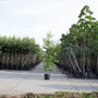 Amberboom beveerd (Liquidambar styraciflua)